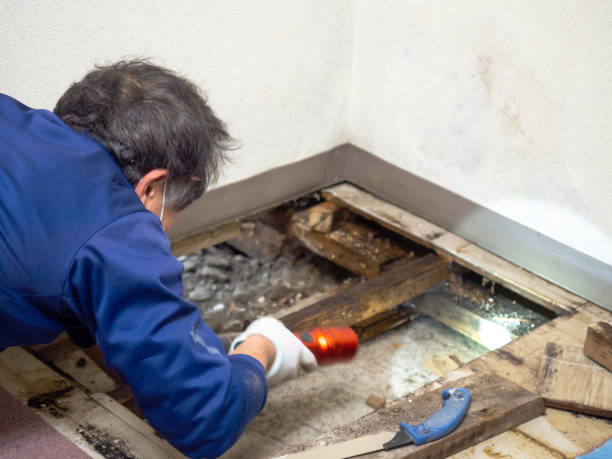 Best Home Mold Removal  in North Lakeport, CA