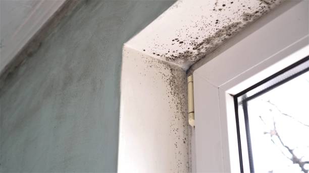 Best Black Mold Removal  in North Lakeport, CA