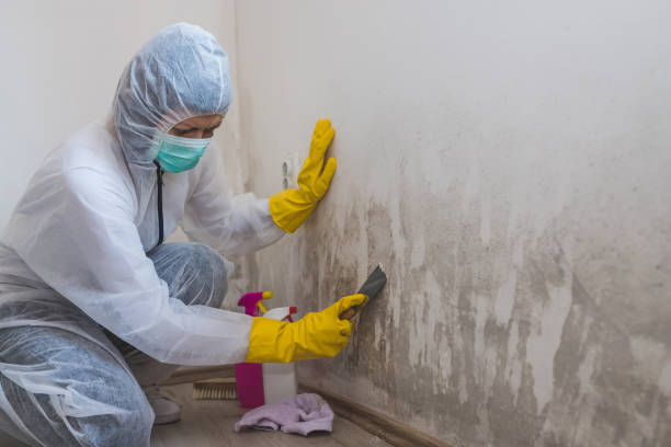 Best Commercial Mold Removal  in North Lakeport, CA