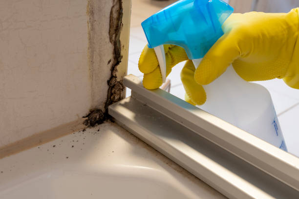 Best Certified Mold Removal  in North Lakeport, CA