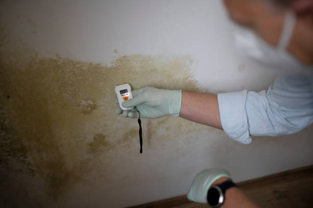 Mold Testing and Removal in North Lakeport, CA
