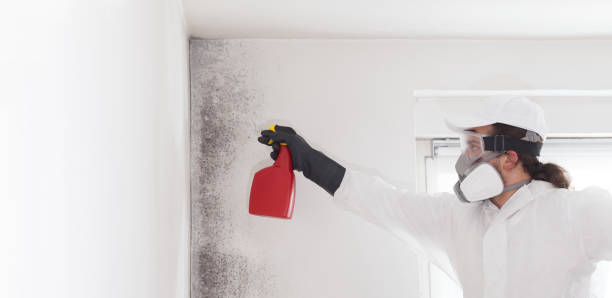 Best Local Mold Removal Service  in North Lakeport, CA