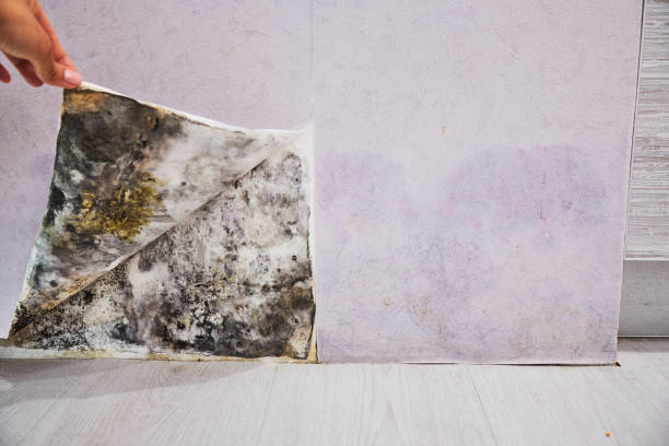 Water Damage Restoration in North Lakeport, CA